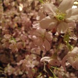 IMG_4105