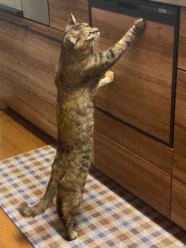 FullSizeRender