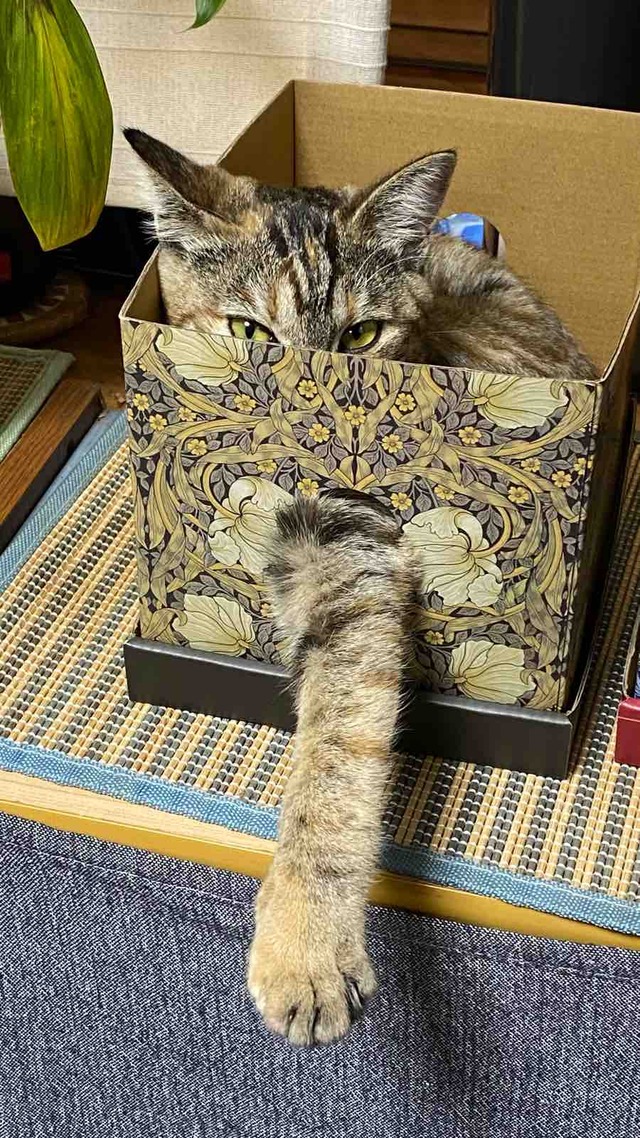 FullSizeRender