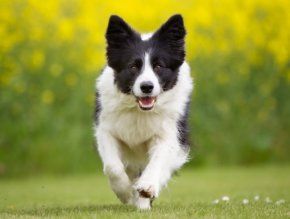 ad_img3_thumb_mob_border-collie_581c1