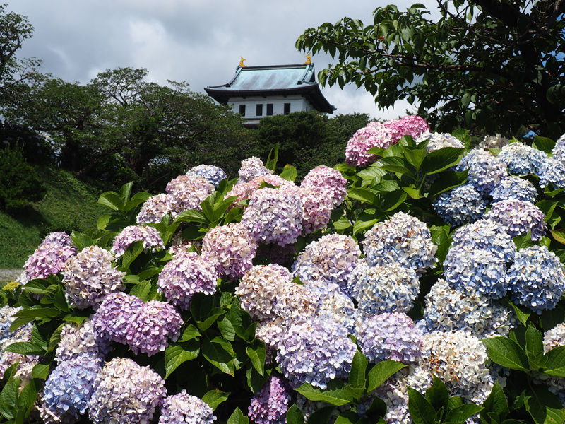 桜だけではない紫陽花も咲く 松前公園 北海道よりみち話 北海道の果てまで行ってみよう
