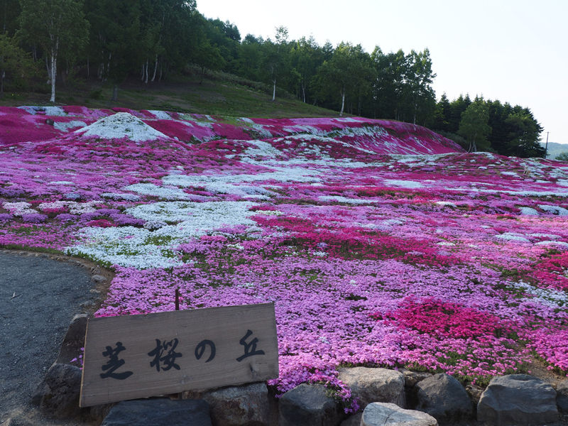 北海道第三の芝桜の名所 三島さんちの芝桜 北海道よりみち話 北海道の果てまで行ってみよう 北海道第三の芝桜の名所 三島さんちの芝桜 北海道よりみち話 北海道の果てまで行ってみよう