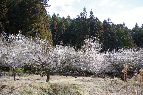 IMGP0035