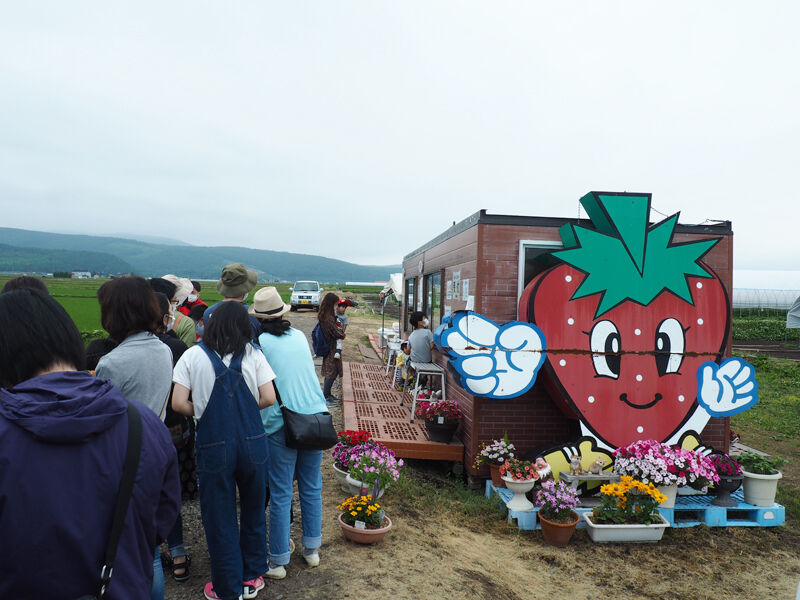 体験 6月下旬から7月上旬まで開催 甘いイチゴがその場で食べられる比布町のいちご狩り 牧野農園 北海道よりみち話 北海道の果てまで行ってみよう