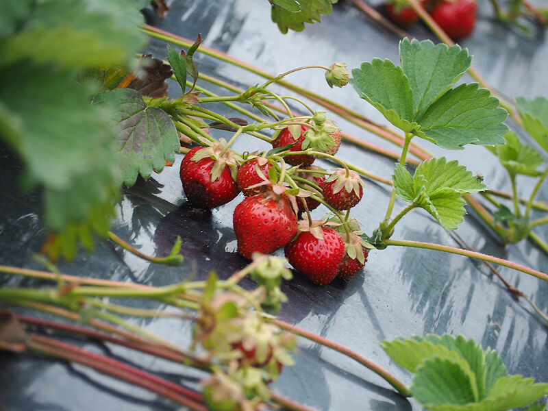体験 6月下旬から7月上旬まで開催 甘いイチゴがその場で食べられる比布町のいちご狩り 牧野農園 北海道よりみち話 北海道の果てまで行ってみよう