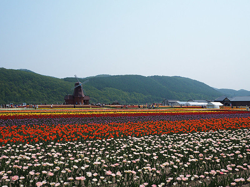 オホーツク花回廊 北海道最大のチューリップスポット かみゆうべつチューリップ公園 北海道よりみち話 北海道の果てまで行ってみよう オホーツク花回廊 北海道最大のチューリップスポット かみゆうべつチューリップ公園 北海道よりみち話 北海道の果てまで行ってみよう