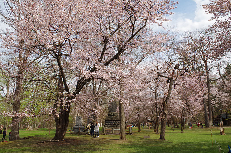 桜名所 お花見ジンギスカンが楽しめる神楽岡公園 北海道よりみち話 北海道の果てまで行ってみよう