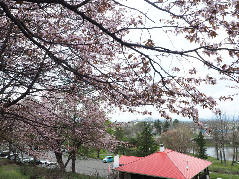 桜名所 起伏のあるパークゴルフコースが人気の桜スポット 清水公園 北海道よりみち話 北海道の果てまで行ってみよう