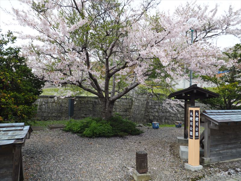 桜】いにしえ街道近くにある江差町の隠れた桜の名所