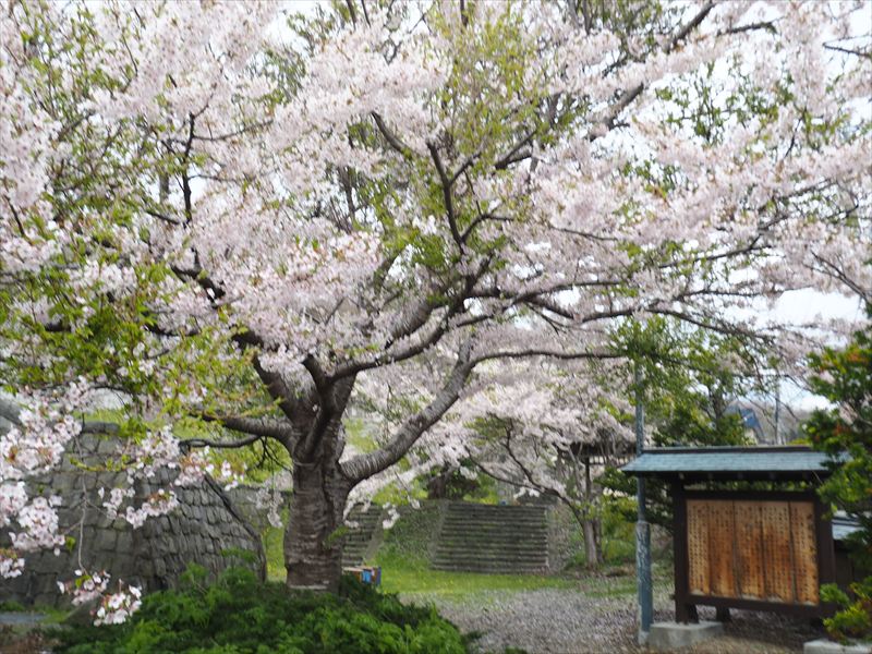 桜】いにしえ街道近くにある江差町の隠れた桜の名所
