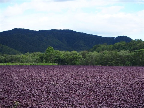 P8243324_R