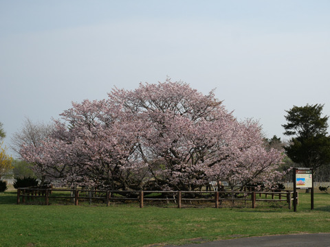 P1237678