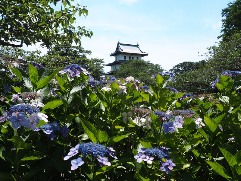 桜だけではない紫陽花も咲く 松前公園 北海道よりみち話 北海道の果てまで行ってみよう