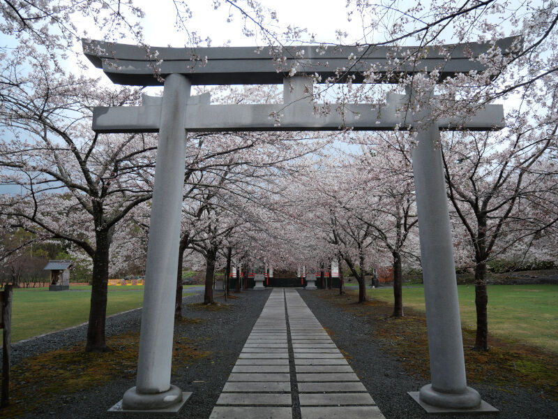 桜スポット】参道と神社の周りを囲む桜たち！桜が満開の時は神社