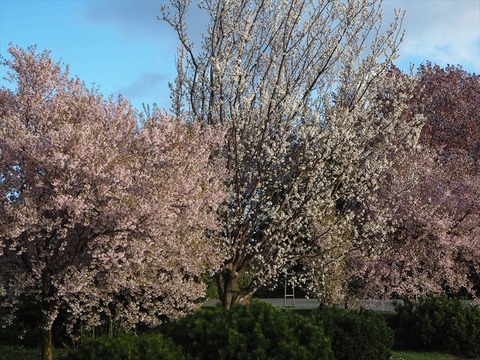 P5020905_R