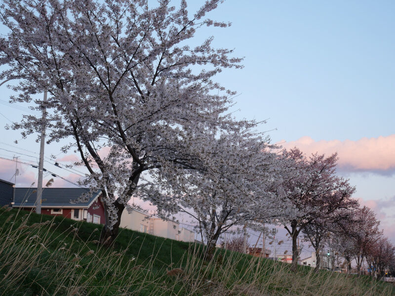 【桜】直線距離では日本一の桜並木。2018年より夜桜ライトアップも開始”新川さくら並木(新川夜ざくら)” : 北海道よりみち話 ～ 北海道の ...