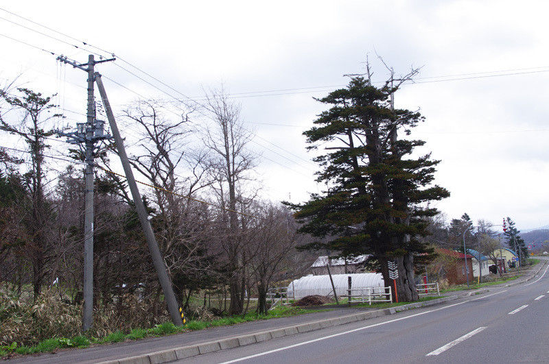 今金町観光スポット 美利河ダム 常代の松 オランダ通り 今金総合公園 北海道よりみち話 北海道の果てまで行ってみよう