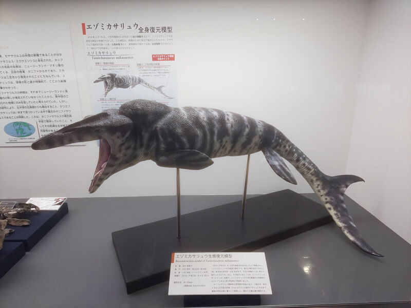 博物館 大人も子供も楽しめる博物館ランキング1位 日本一のアンモナイトコレクション 三笠市博物館 北海道よりみち話 北海道の果てまで行ってみよう