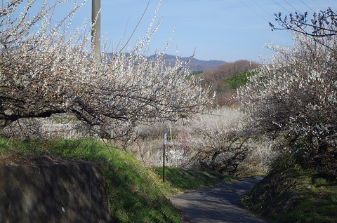 IMGP0187