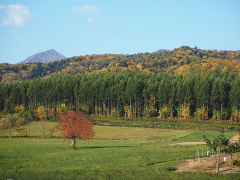 紅葉】農場の中で色づく一本紅葉。桜は有名だけど紅葉が見られるのは