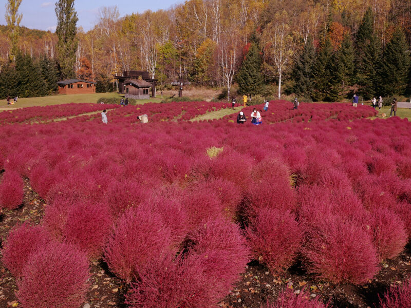 花スポット 6000株のコキアが滝野の丘に咲き誇る 滝野すずらん公園 北海道よりみち話 北海道の果てまで行ってみよう