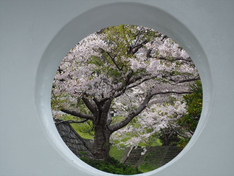 桜】いにしえ街道近くにある江差町の隠れた桜の名所