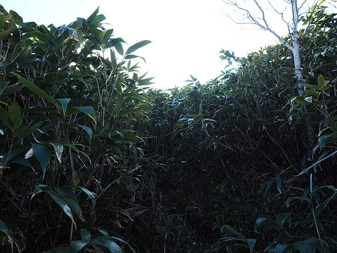 o0800060013782650732