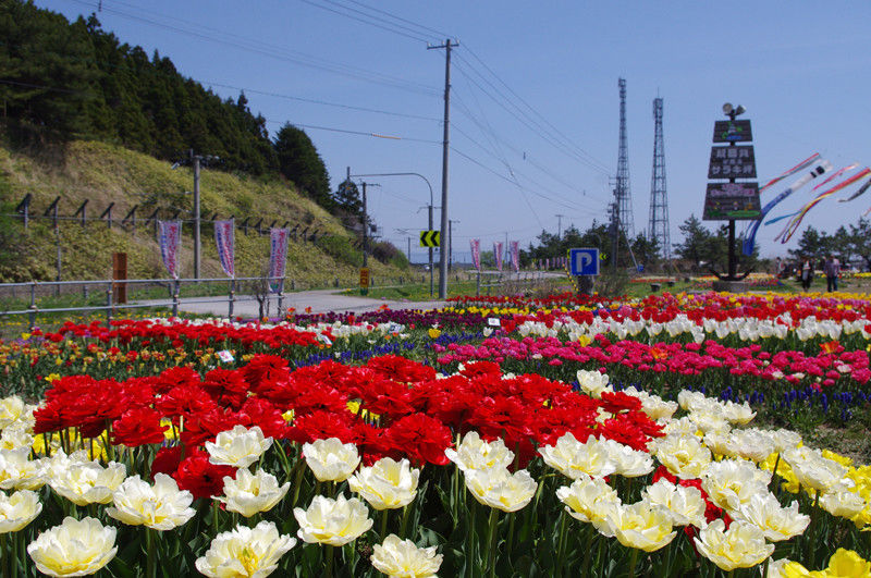 チューリップが綺麗なサラキ岬 北海道よりみち話 北海道の果てまで行ってみよう チューリップが綺麗なサラキ岬 北海道よりみち話 北海道の果てまで行ってみよう