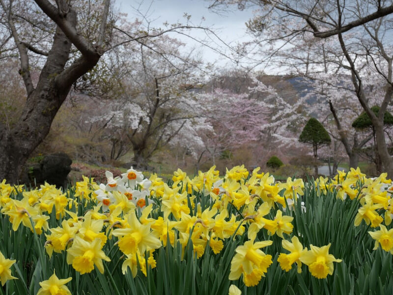 桜スポット 有珠山の噴火にも耐えた貴重な蝦夷三官寺の一つ 巨木に咲く石割桜は必見 有珠善光寺 北海道よりみち話 北海道の果てまで行ってみよう