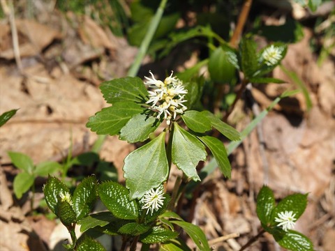 P5101398_R
