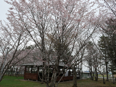 P1361436