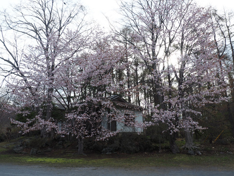 P5023386