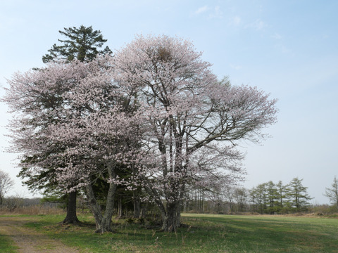 P1237702