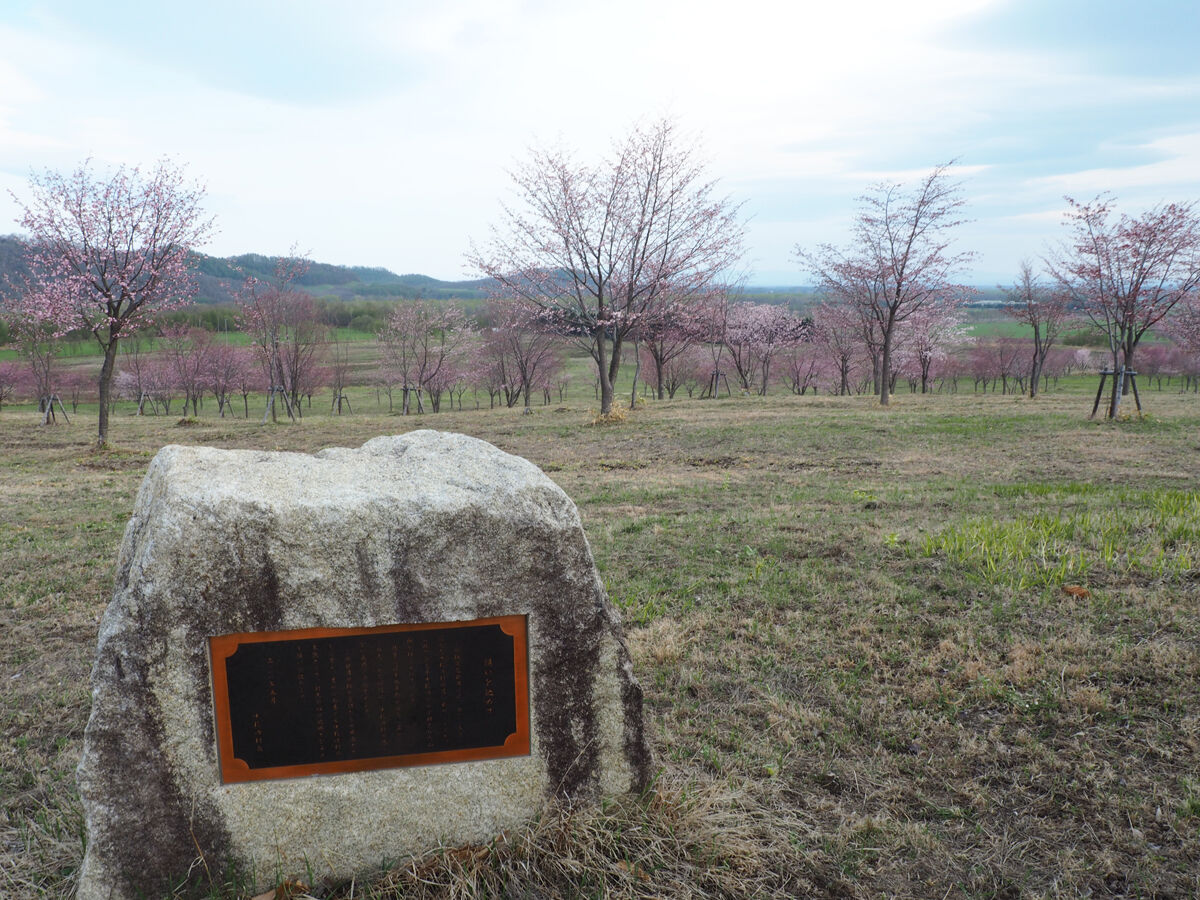 桜名所 六花亭が植えた桜の森 桜六花公園 北海道よりみち話 北海道の果てまで行ってみよう
