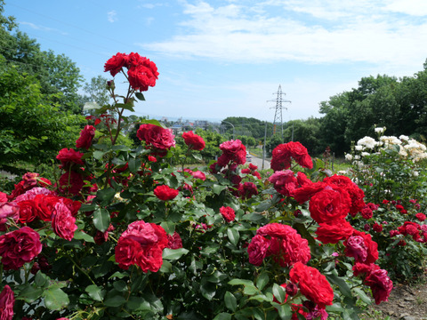 P1395527