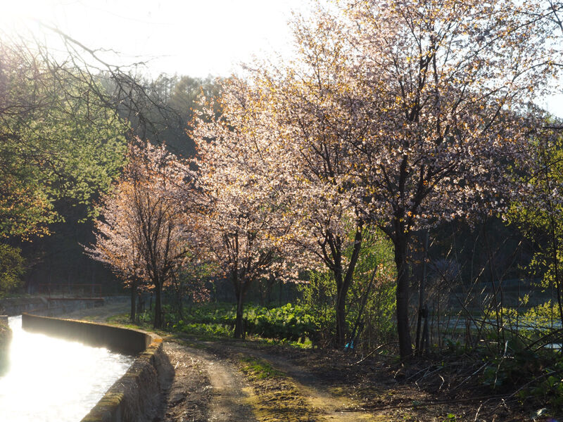 桜名所 新十津川町の超穴場桜スポット 総進地区の幹線用水桜並木 北海道よりみち話 北海道の果てまで行ってみよう 桜名所 新十津川町の超穴場桜スポット 総進地区の幹線用水桜並木 北海道よりみち話 北海道の果てまで行ってみよう