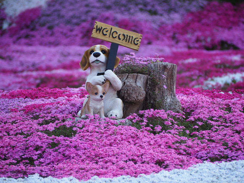北海道第三の芝桜の名所 三島さんちの芝桜 北海道よりみち話 北海道の果てまで行ってみよう 北海道第三の芝桜の名所 三島さんちの芝桜 北海道よりみち話 北海道の果てまで行ってみよう