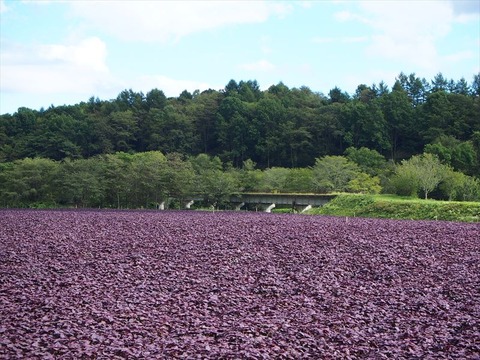 P8243322_R