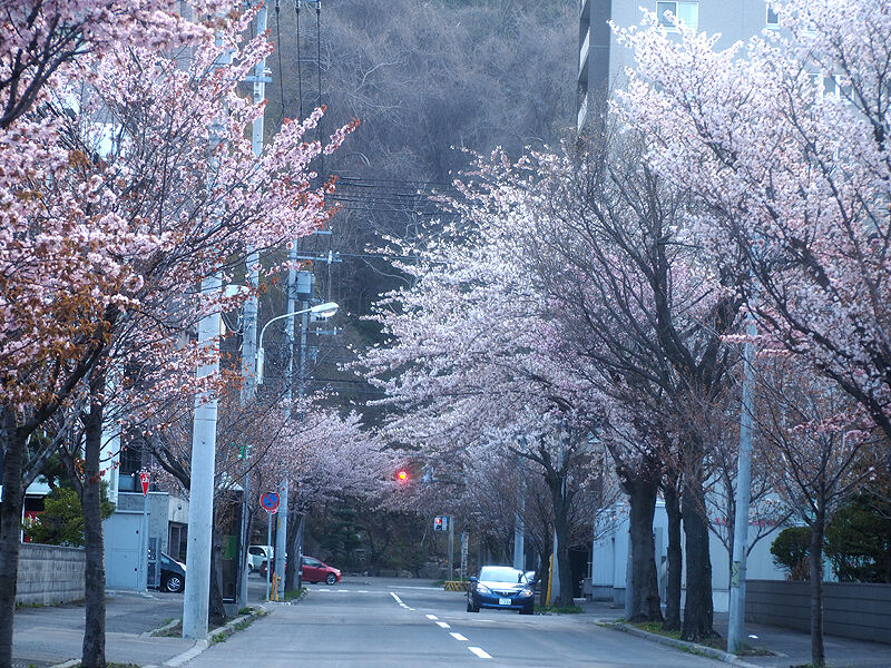 桜名所 南円山の桜並木とちょっと贅沢でおいしいスイーツ２店 北海道よりみち話 北海道の果てまで行ってみよう