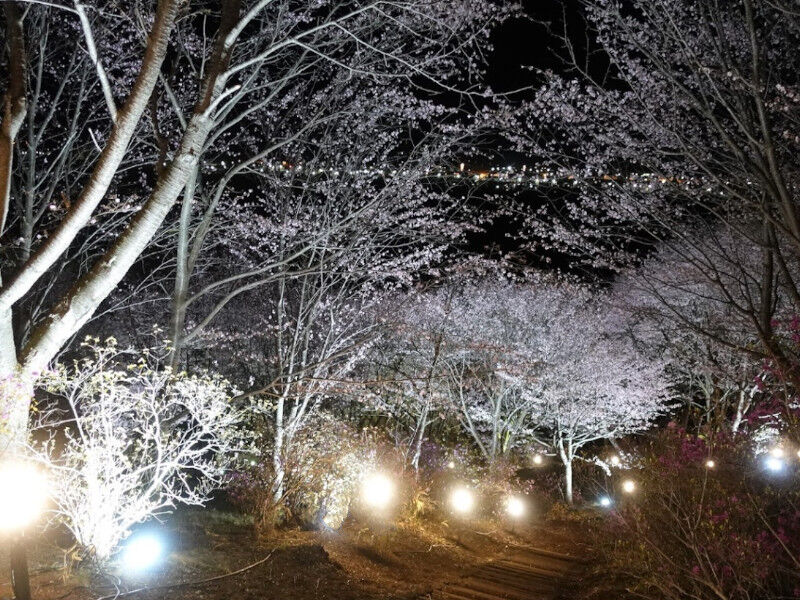夜桜見 平野神社 夜桜ライトアップ | 京都旅屋