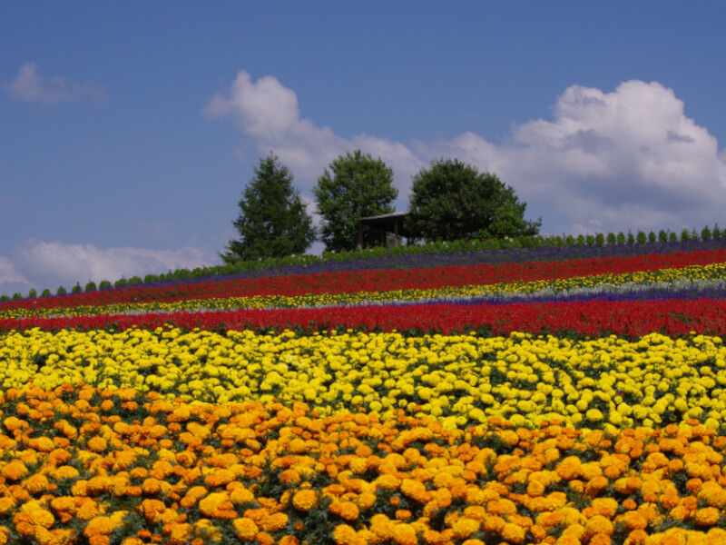 花名所】国道沿いにある彩り豊かな花畑！かつて話題となった嵐の木(五