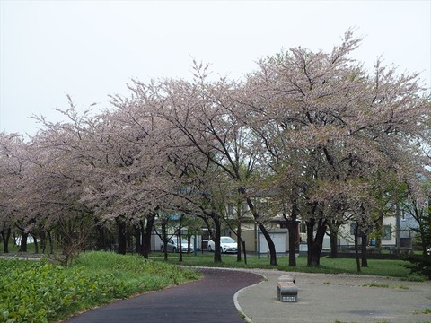 P5040941_R