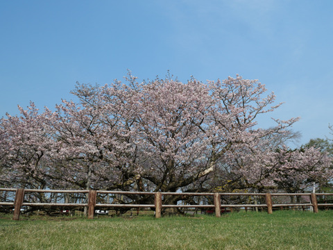 P1237682