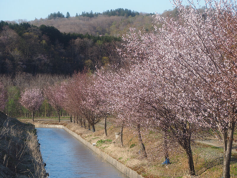 桜名所 新十津川町の超穴場桜スポット 総進地区の幹線用水桜並木 北海道よりみち話 北海道の果てまで行ってみよう 桜名所 新十津川町の超穴場桜スポット 総進地区の幹線用水桜並木 北海道よりみち話 北海道の果てまで行ってみよう