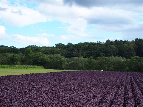 P8243319_R