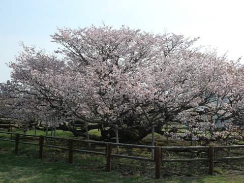 P1237691