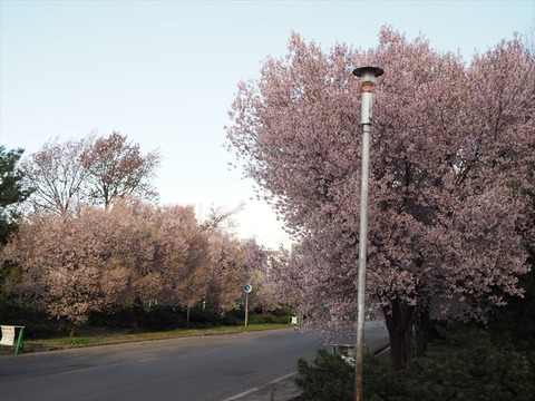 P5020899_R
