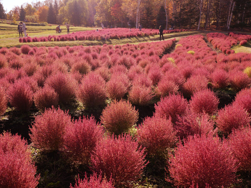 花スポット 6000株のコキアが滝野の丘に咲き誇る 滝野すずらん公園 北海道よりみち話 北海道の果てまで行ってみよう