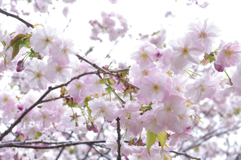 アワビが安価でたくさん食べられる熊石あわびまつり 北海道よりみち話 北海道の果てまで行ってみよう