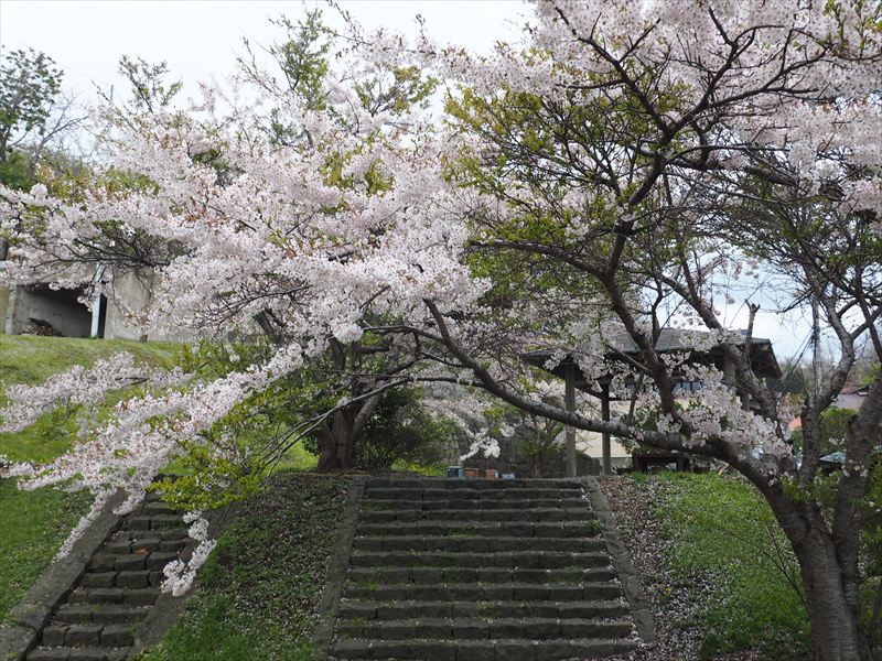 桜】いにしえ街道近くにある江差町の隠れた桜の名所